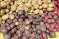 Potato Variety Display Royalty Free Stock Photo