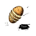 Potato vector drawing. Isolated hand drawn potatoes . Vegetable