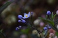 Potato vine flowers Royalty Free Stock Photo