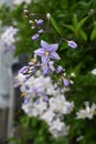 Potato vine ( Solanum jasminoides ) flowers. Royalty Free Stock Photo