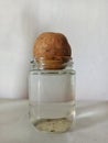 Potato Water Propagation in A Glass Jar Royalty Free Stock Photo