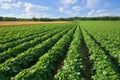 Potato and Wheat Field