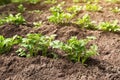 Potato young plants rows on field close up. Growing organic potatoes in the garden Royalty Free Stock Photo