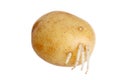 Potatoe Royalty Free Stock Photo
