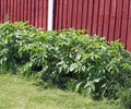 Potatoe plant Royalty Free Stock Photo