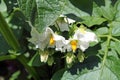 Potatoe plant Royalty Free Stock Photo