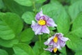 Potatoe plant Royalty Free Stock Photo