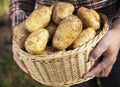 Potatoes Royalty Free Stock Photo