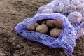 Potatoes in a bag is lying on the ground. Preparation for planting Royalty Free Stock Photo