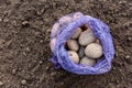 Potatoes in a bag is lying on the ground. Preparation for planting Royalty Free Stock Photo