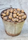 Potatoes in the basket after harvesting.Fresh uncooked potatoes Royalty Free Stock Photo