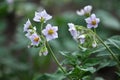 Potatoes bloom on a farm field Royalty Free Stock Photo