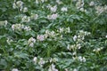 Potatoes bloom on a farm field