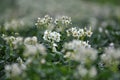 Potatoes bloom on a farm field Royalty Free Stock Photo