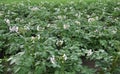 Potatoes bloom on a farm field Royalty Free Stock Photo