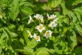 Potatoes bloom in the garden with white flowers