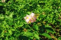 Potatoes in bloom. Selective focus on a fresh pink flower of a potato plant in sunlight in a rural farmer\'s field. Agr