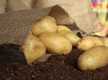 Potatoes in a burlap bag Royalty Free Stock Photo