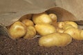 Potatoes in a burlap bag Royalty Free Stock Photo