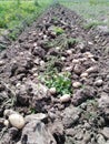 Potatoes crop is ready for their use or cooking purposes