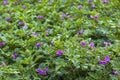 Potatoes cultivated fields Royalty Free Stock Photo