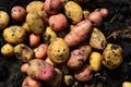 Potatoes of different varieties lie on ground Royalty Free Stock Photo