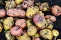 Potatoes of different varieties lie on ground Royalty Free Stock Photo