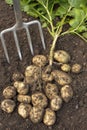 Potatoes dug out of soil