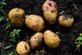 Potatoes of early varieties lie on ground