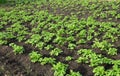 Potatoes farming, growing. The rows of hilled up with soil, fertilized potatoes plants in early summer Royalty Free Stock Photo