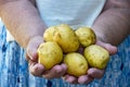 Potatoes in female hands, close-up. A plump elderly woman holds fresh vegetables. Organic antioxidant vegetables Royalty Free Stock Photo