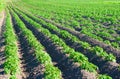 Potatoes field