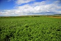 potatoes field Royalty Free Stock Photo