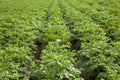 Potatoes' field