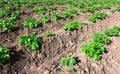 Potatoes field