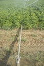 Potatoes field irrigated by pivot irrigation system