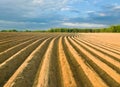 Potatoes field Royalty Free Stock Photo