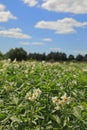 Potatoes flower. Blooming potato field