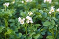 Potatoes flowers blossom on the farm field. Flowering potato plants Royalty Free Stock Photo