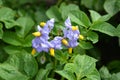 Potatoes flowers (Solanum tuberosum L. ) Royalty Free Stock Photo