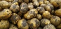 Potatoes. Fresh organic potatoes in the store. Close-up. Vegetables. Harvest. The texture of the vegetable white young potato.