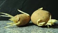 Sprouting potatoes on kitchen workplate Royalty Free Stock Photo