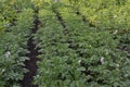 Solanum tuberosum. Field. Potatoes. Colorado beetles Royalty Free Stock Photo