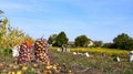 Potatoes in the ground, freshly dug potato tubers in the field, close-up of fresh potatoes Royalty Free Stock Photo