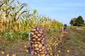 Potatoes in the ground, freshly dug potato tubers in the field, close-up of fresh potatoes Royalty Free Stock Photo