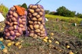 Potatoes in the ground, freshly dug potato tubers in the field, close-up of fresh potatoes Royalty Free Stock Photo