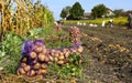 Potatoes in the ground, freshly dug potato tubers in the field, close-up of fresh potatoes Royalty Free Stock Photo