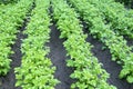 Potatoes grow in a field in rows. Green leaves of a young plant.