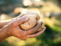 Potatoes grown in his garden. Farmer holding vegetables in their hands. Food