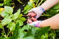 Potatoes grown in his garden. Farmer holding vegetables in their hands. Food